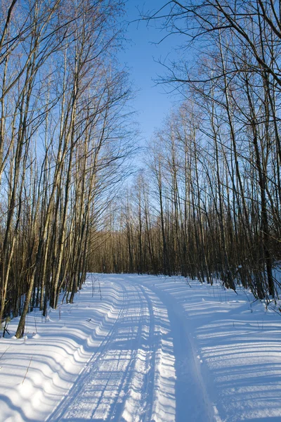 Дорога к зимнему лесу — стоковое фото
