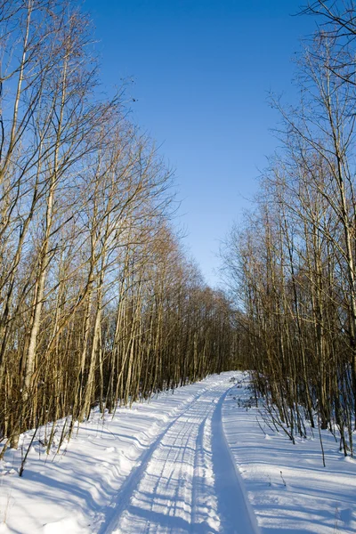 Χειμώνα ξύλο — Φωτογραφία Αρχείου