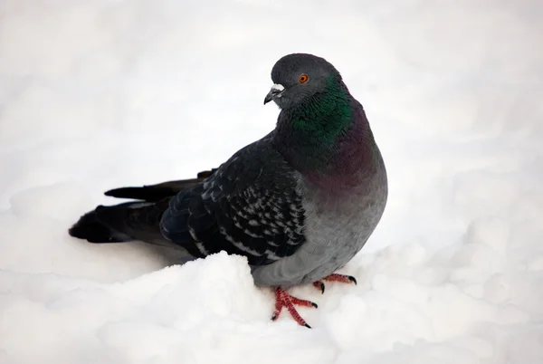 Pigeon on snow — Stock Photo, Image