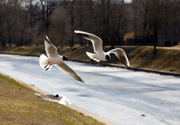 Três gaivotas — Fotografia de Stock