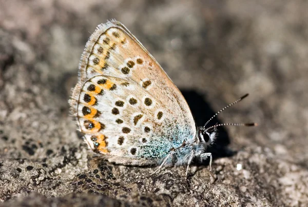 Бабочка на камне — стоковое фото