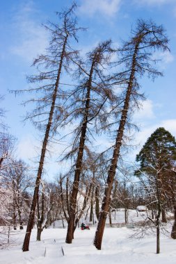 Three larches clipart