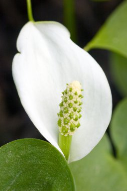 Calla palustris clipart