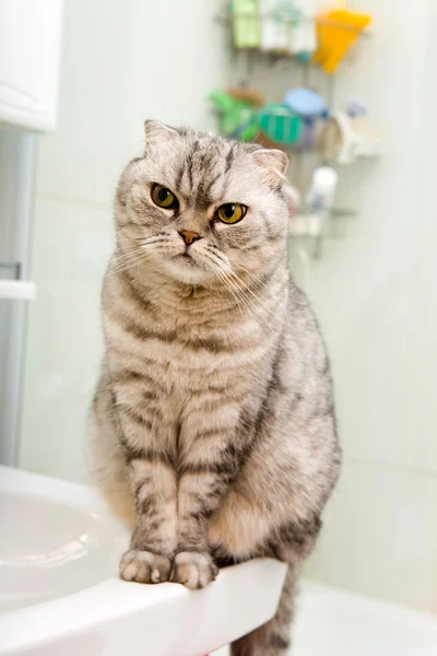 Gato cinza em um banheiro — Fotografia de Stock