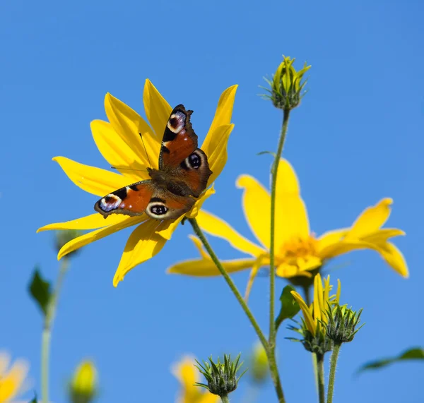 The butterfly on yellow flowers — Stock Photo, Image