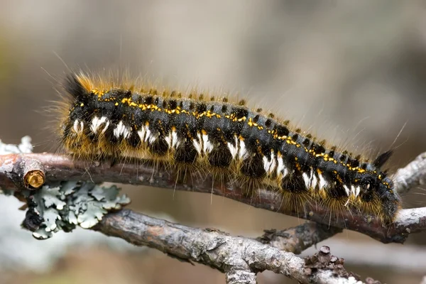 Caterpillar บนสาขา — ภาพถ่ายสต็อก