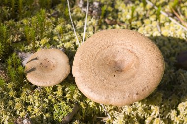 Lactarius rufus circles clipart