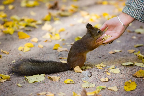 Fütterung des Eichhörnchens — Stockfoto