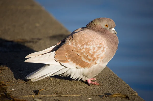 Pigeon sur parapet — Photo