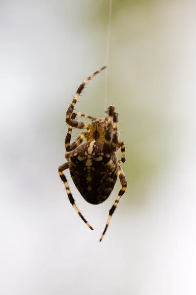 蜘蛛 — 图库照片