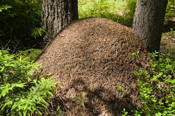 Colina de formiga em madeira de coníferas — Fotografia de Stock