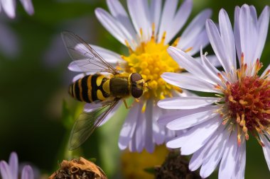 Hoverfly