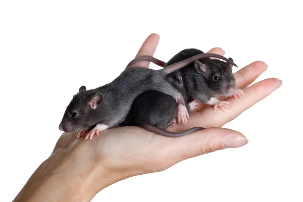 Junge Ratten — Stockfoto