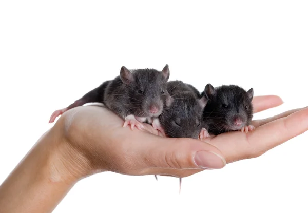 Trzy małe szczury czarne — Zdjęcie stockowe