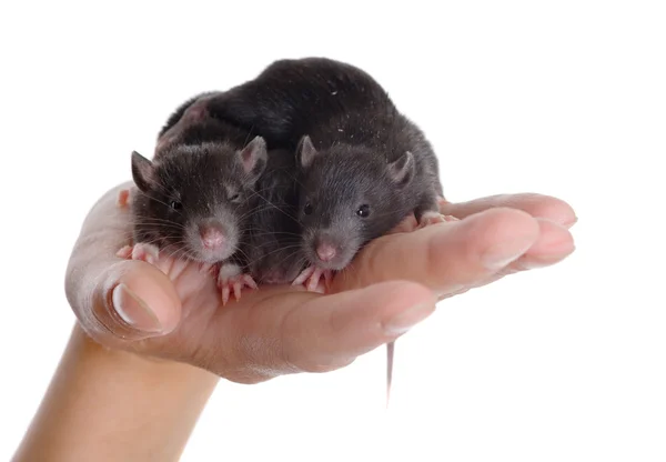 Trzy małe szczury — Zdjęcie stockowe