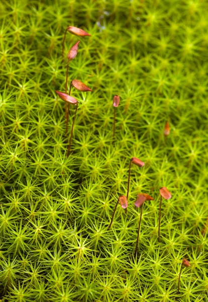 Groene mos op een moeras — Stockfoto