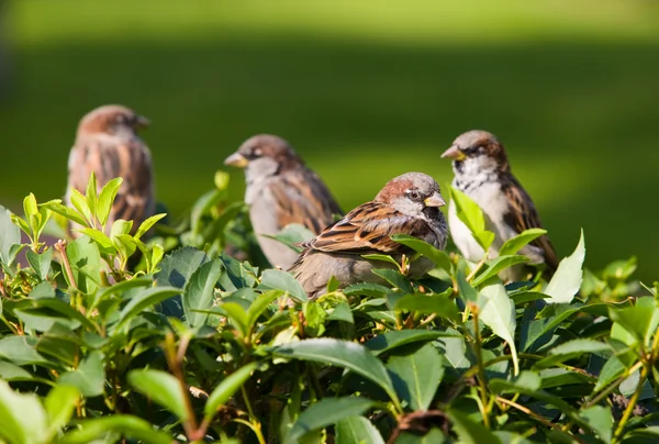 绿树丛上的麻雀 — 图库照片