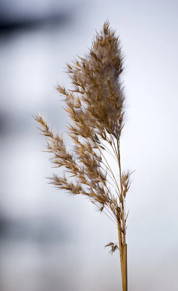 Kış aylarında çim — Stok fotoğraf