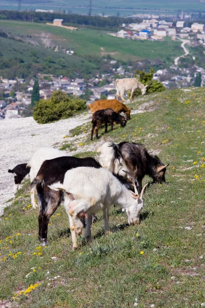 Herd of goats — Stock Photo, Image