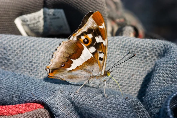Meraklı bir kelebek — Stok fotoğraf