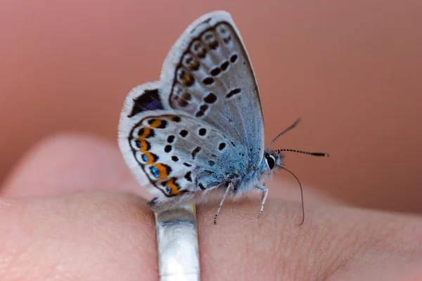 A borboleta no anel — Fotografia de Stock