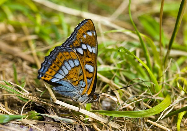 Бабочка (Melitaea) в траве — стоковое фото