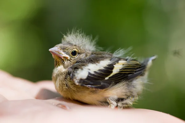 Chaffinch on a hand — Stock Photo, Image