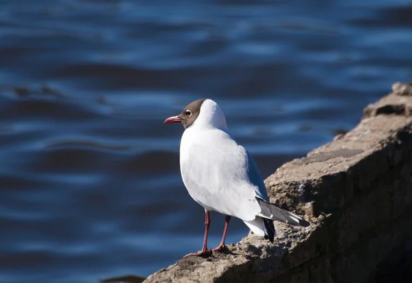 The seagull on coast — Stock Photo, Image