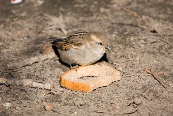 麻雀和面包 — 图库照片