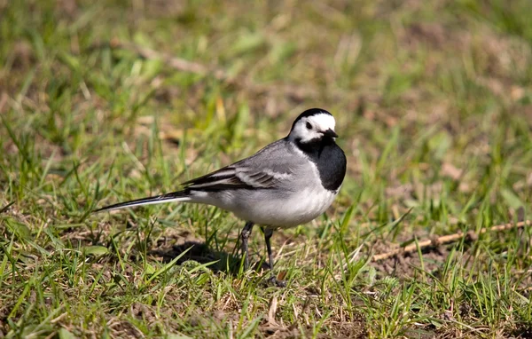 stock image Wagtail