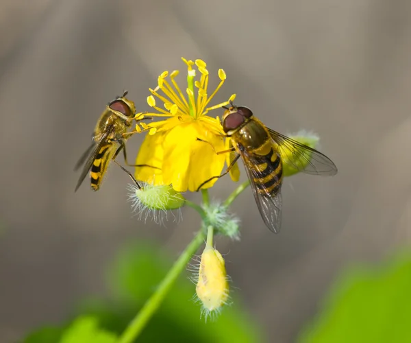 Dois hoverflys — Fotografia de Stock
