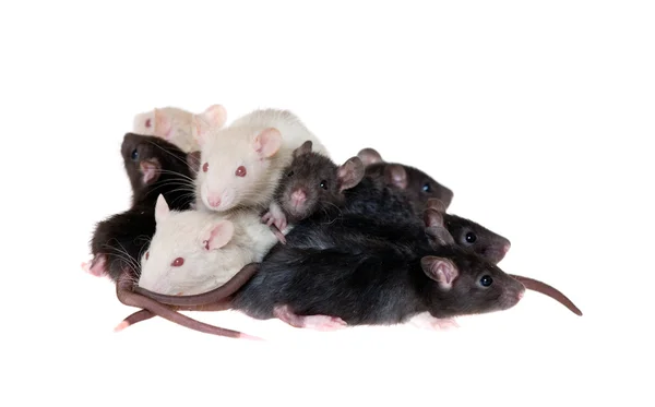 Beaucoup de petits rats nourrissons — Photo