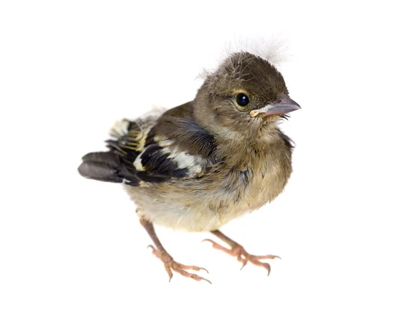 Baby bird of a chaffinch — Stock Photo, Image