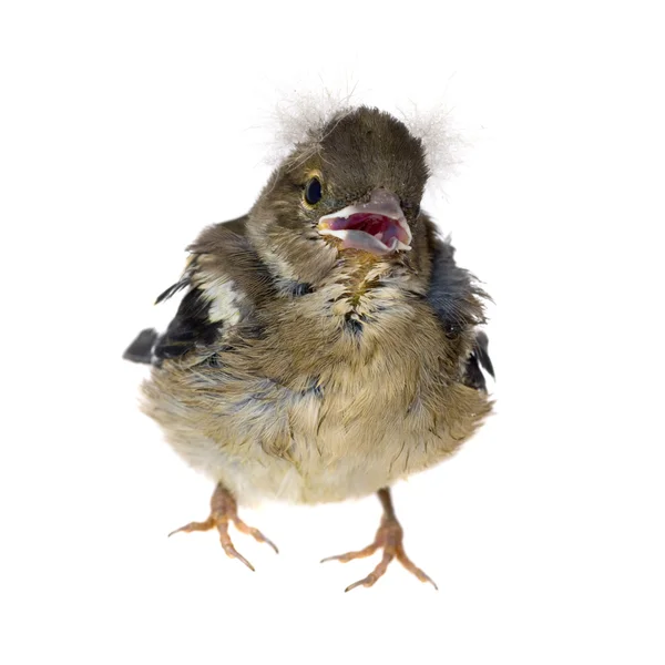 Baby bird of a chaffinch — Stock Photo, Image
