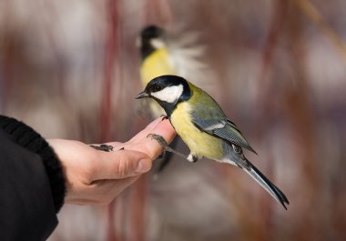 Tit on a palm clipart