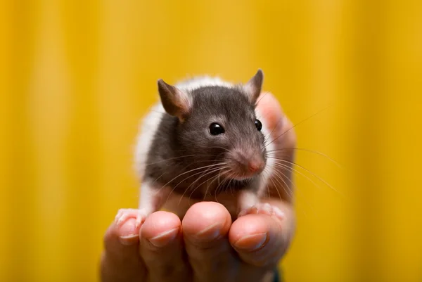 Junge Ratte — Stockfoto