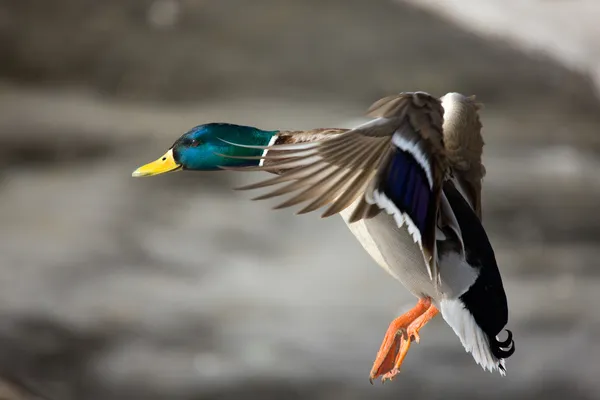 Uçuş vahşi ördek — Stok fotoğraf