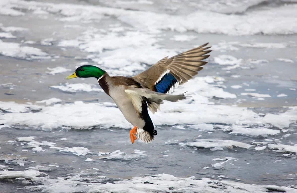 Atterrissage sur une rivière d'hiver — Photo