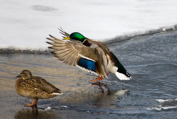 Aterragem de um pato selvagem — Fotografia de Stock