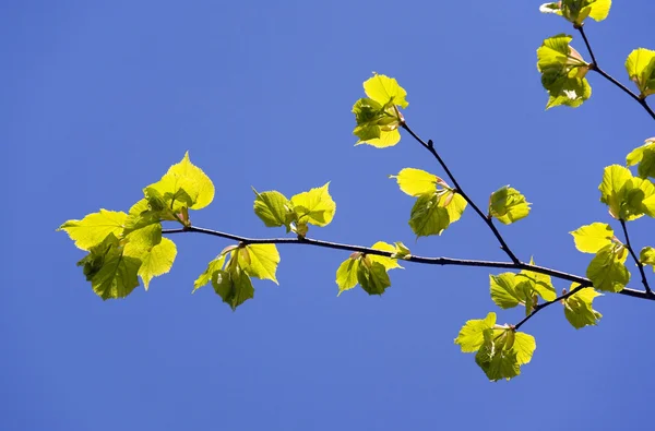 Zelené listoví — Stock fotografie