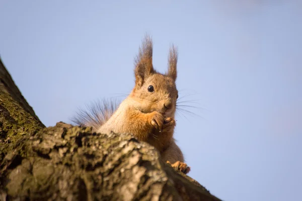Eichhörnchen auf Baum — Stockfoto