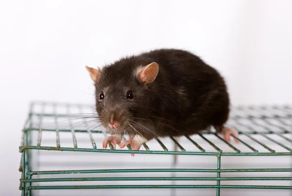 黑国内老鼠 — 图库照片