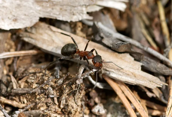 Červený mravenec — Stock fotografie