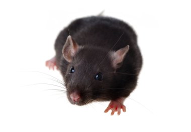 Portrait of a small rat clipart