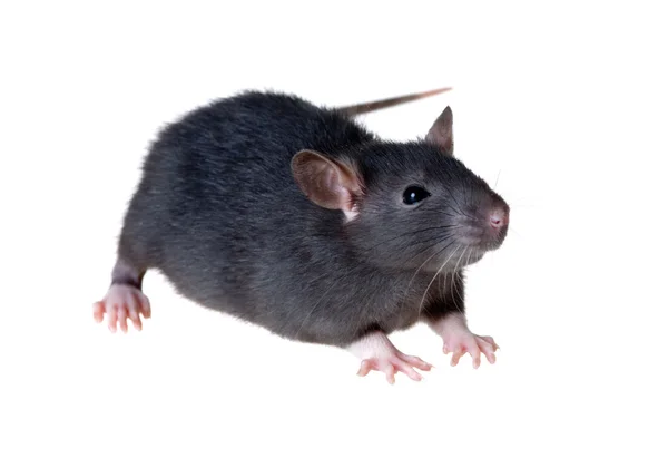 Küçük siyah sıçan — Stok fotoğraf