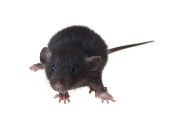 Крыса породы Дамбо — стоковое фото