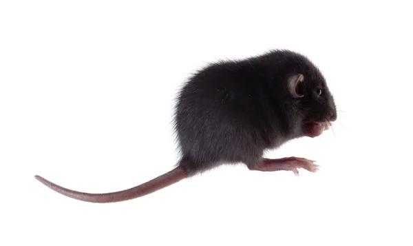 Die Ratte wäscht — Stockfoto