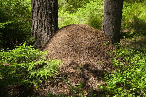 The big ant hill — Stock Photo, Image