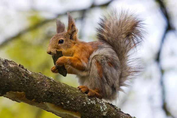 Hungriges Eichhörnchen — Stockfoto