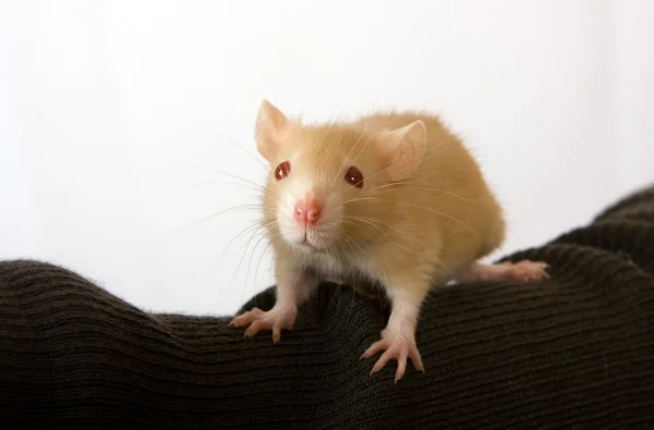 Porträt einer jungen Ratte — Stockfoto